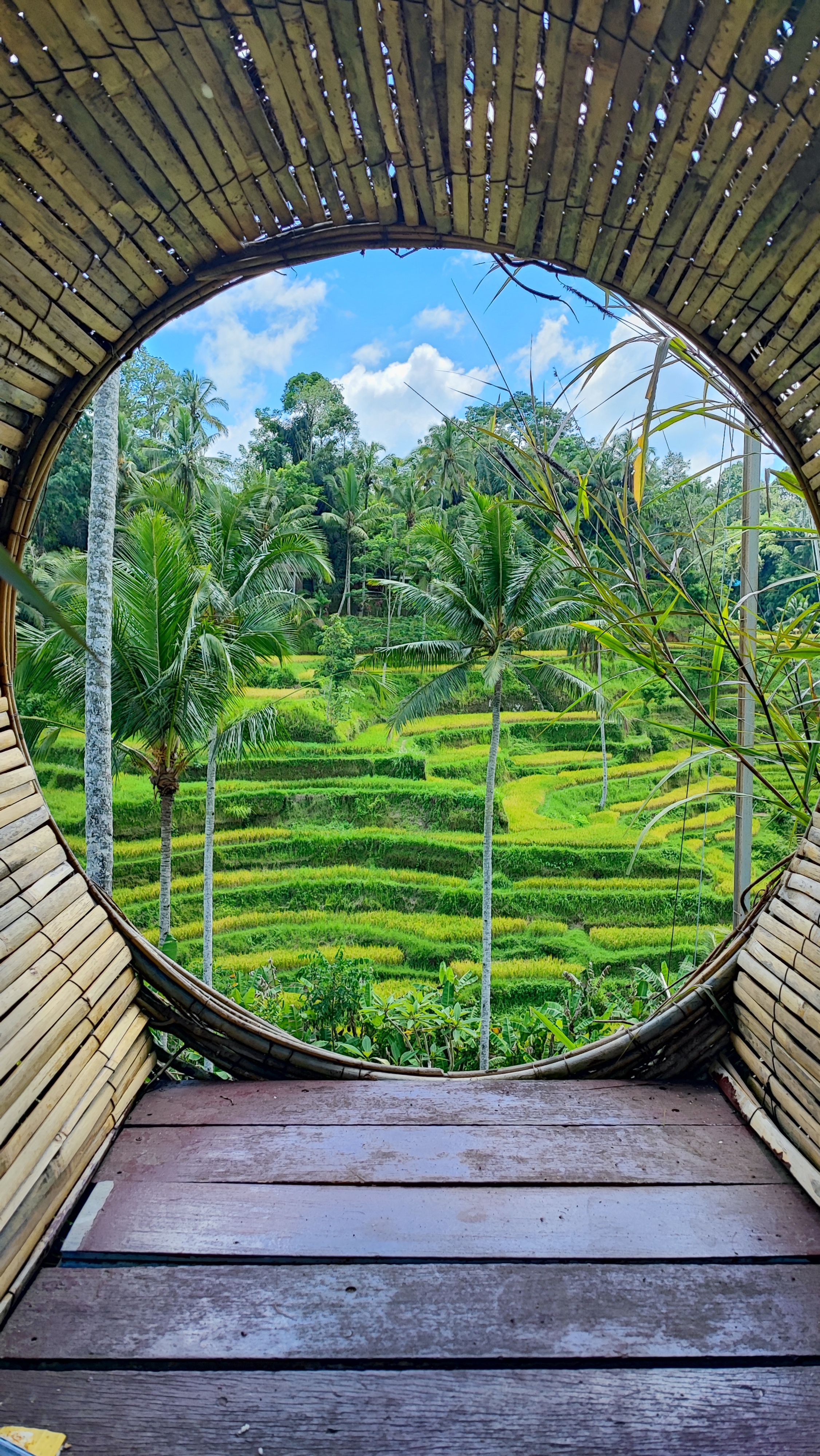 Walking through green rice paddy fields in Bali with a local guide