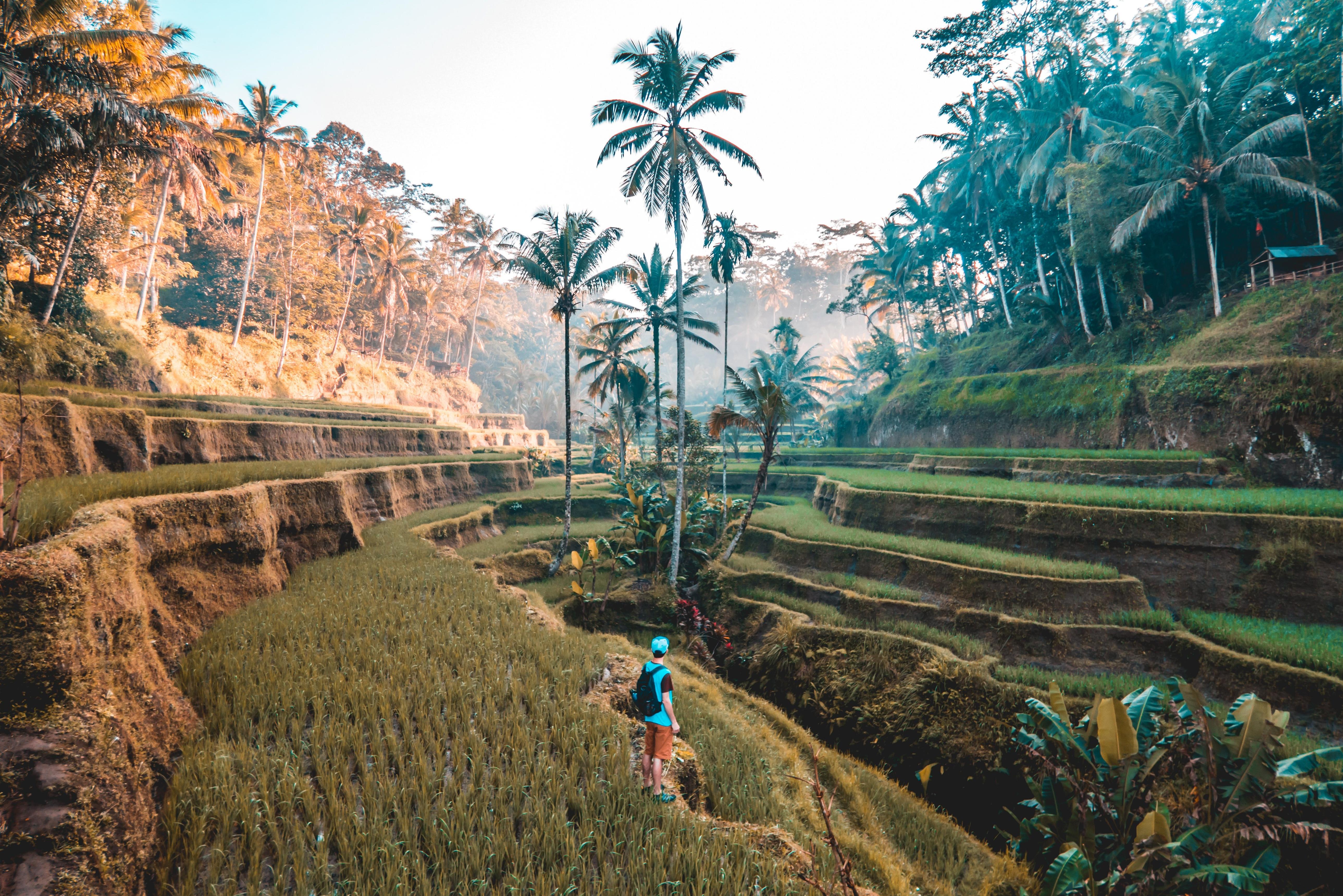 Lush green rice fields in Bali representing the island's diverse landscapes