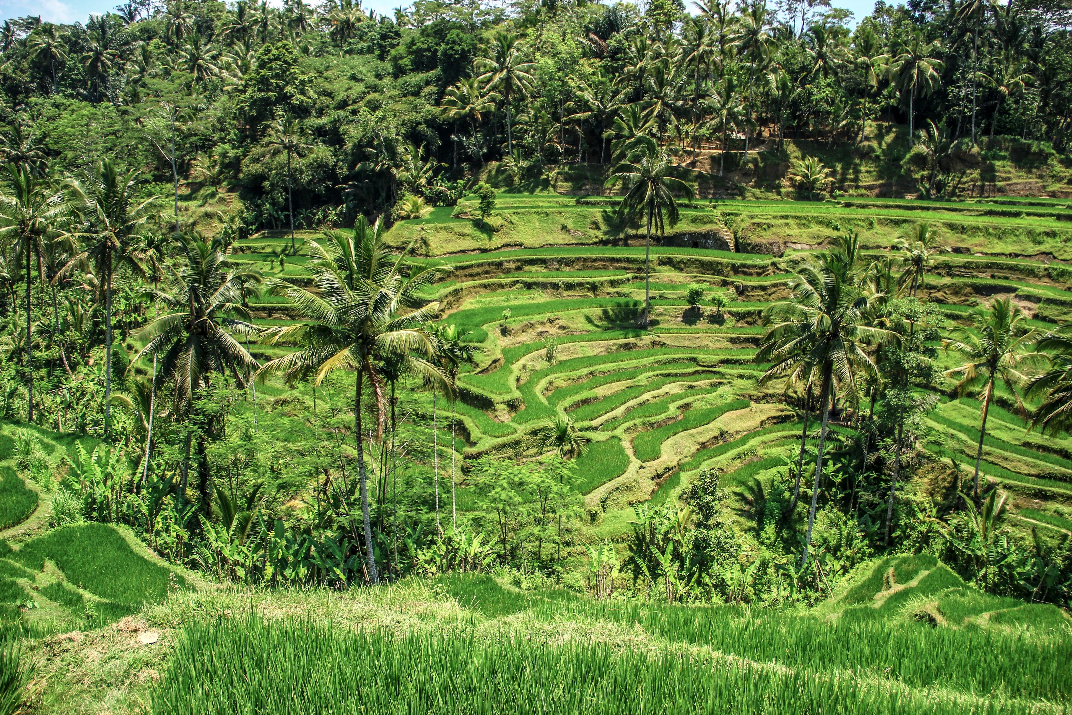 Ubud Bali Package