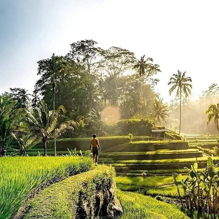 Tegallalang rice terraces, Ubud
